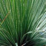 Which Dasylirion should you choose to enhance your garden?