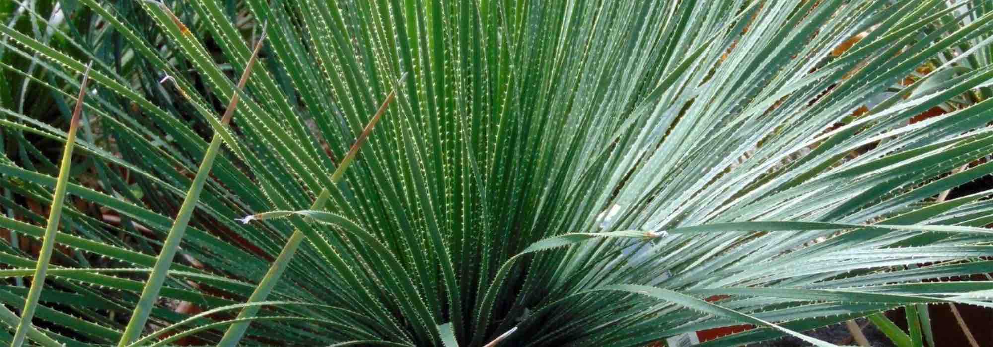 Which Dasylirion should you choose to enhance your garden?