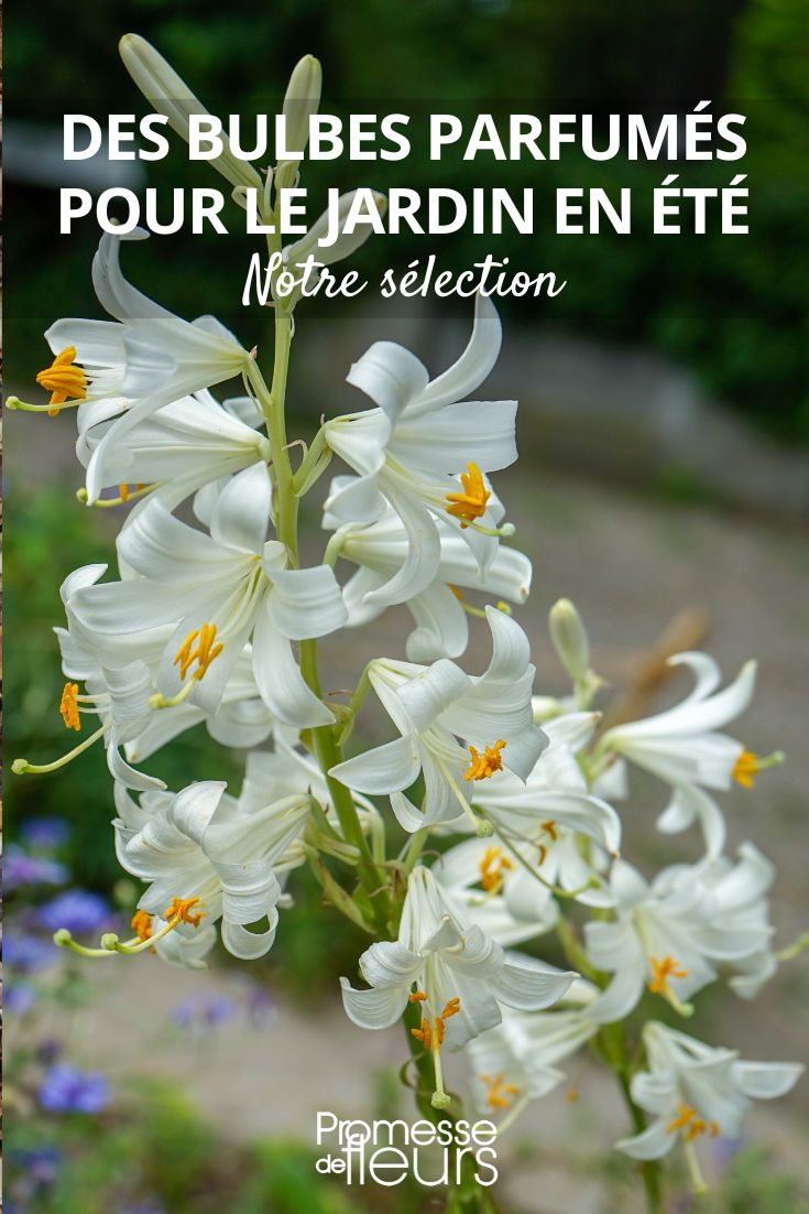 Lilium candidum or Madonna lily