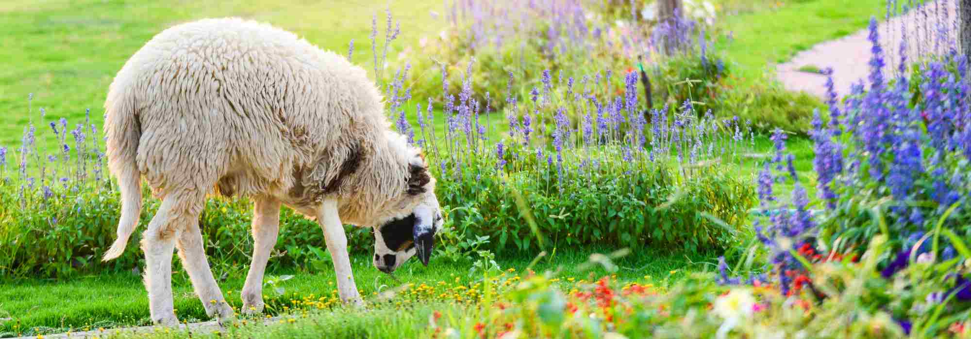 Eco-grazing: which animals to choose for your land?
