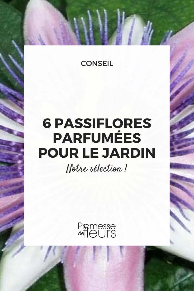 Passion Flower 'Perfume Passion'