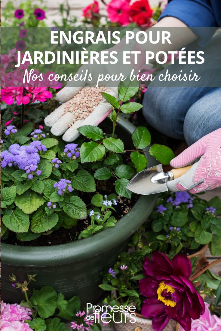 Choose the right fertilizers for pots and planters