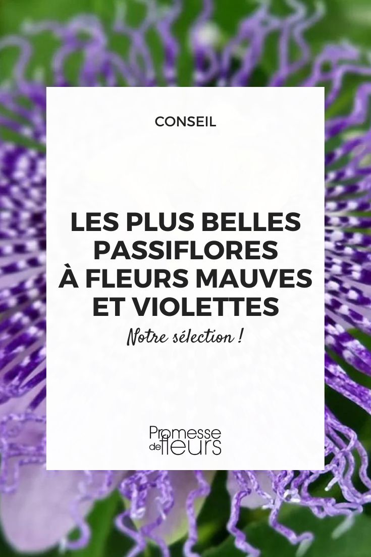 Passiflora Fata Confetto