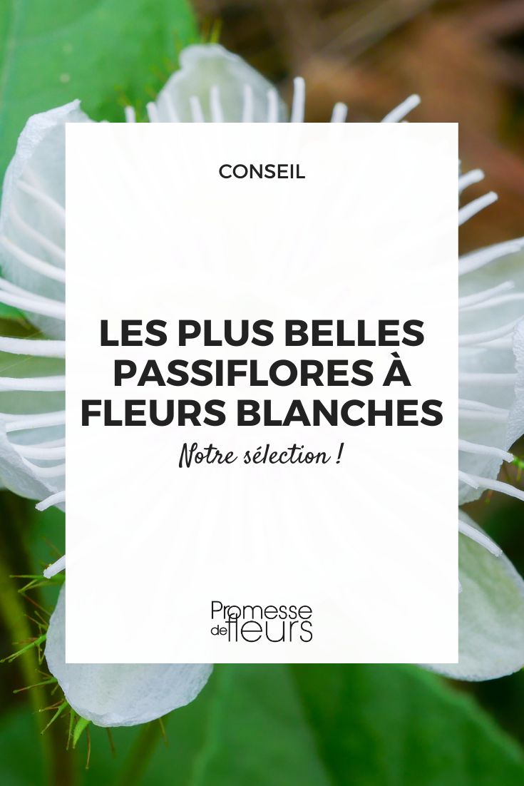 White-flowered passionflower