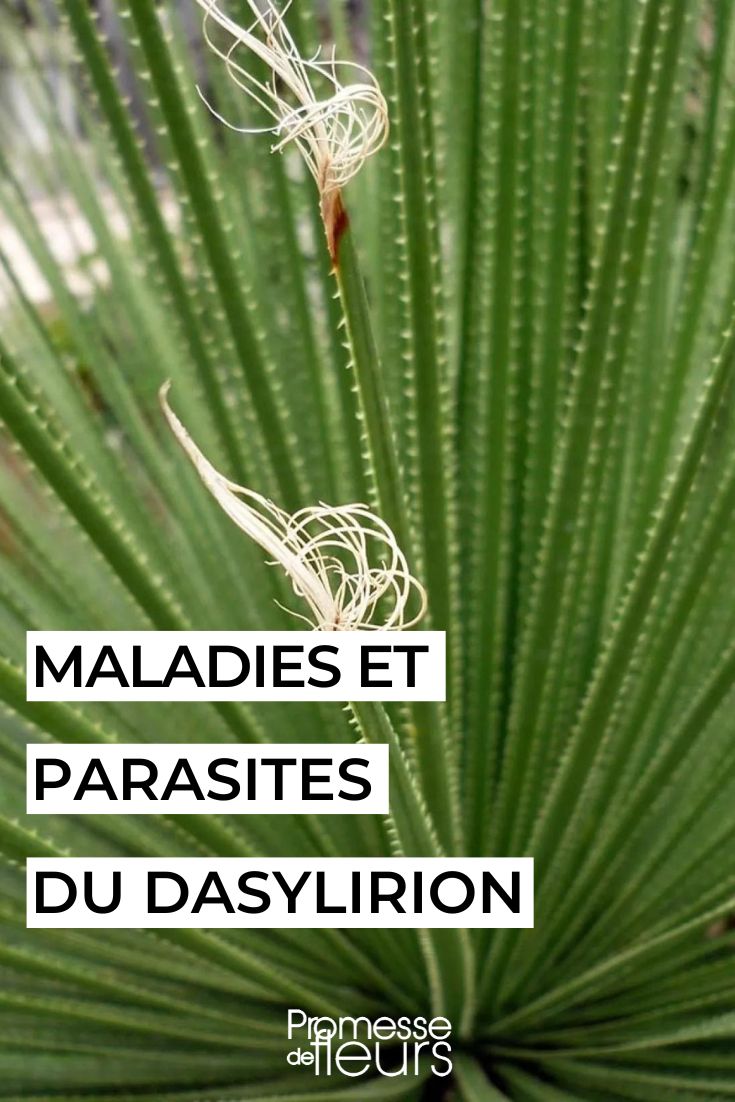 caring for and treating dasylirion