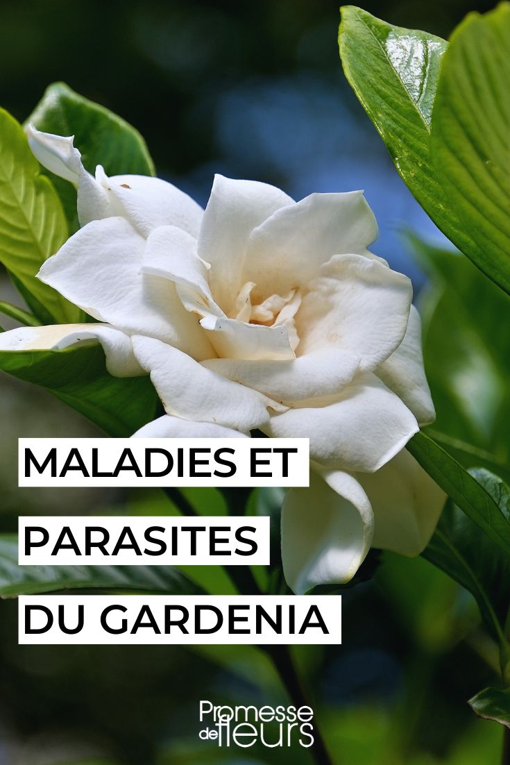 care for the gardenia
