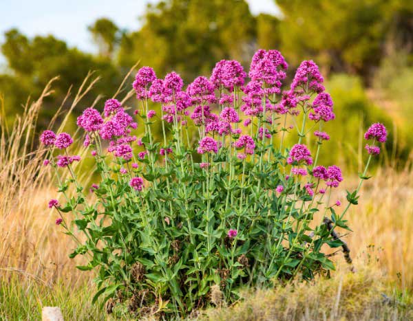 Valerian, Spanish lilac: how to propagate it?