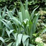 How to propagate Beschorneria?
