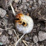 How to control white grubs with nematodes?