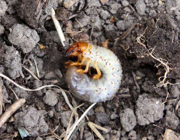 How to control white grubs with nematodes?