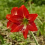 How to plant amaryllis?