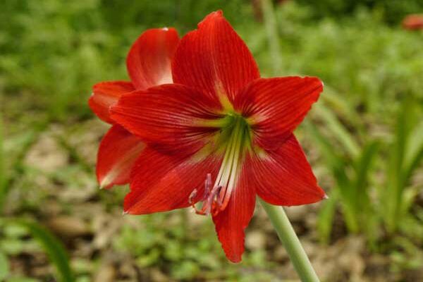 How to plant amaryllis?