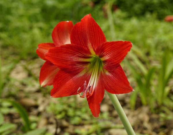 How to plant amaryllis?