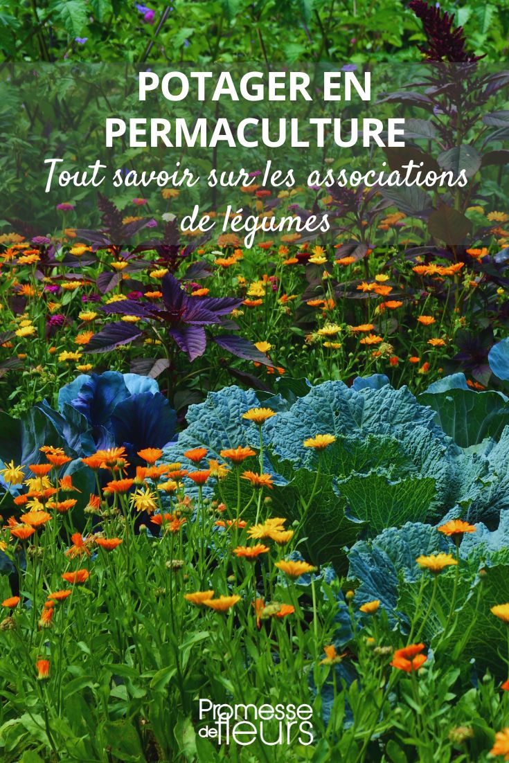 Permaculture Vegetable Garden and Vegetable Companionships