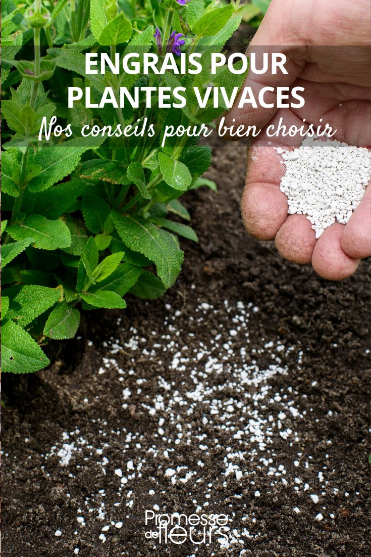 Perennials: Amendments and Fertilizers for Your Garden