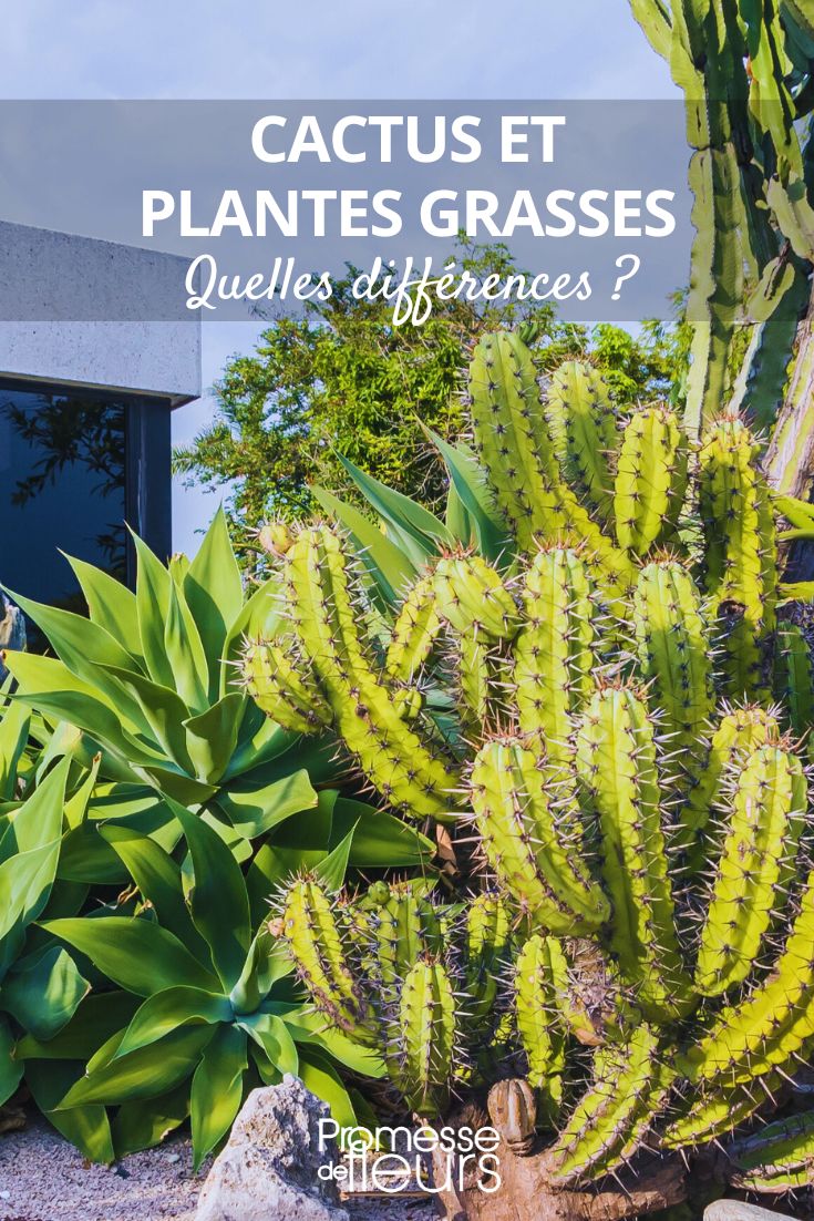 Succulents and Cacti