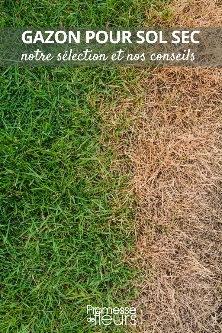 Lawn for dry soil: our selection and advice