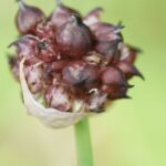 Rocambole garlic and Rocambole onion: how to grow them?