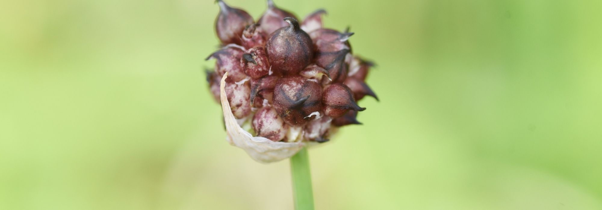 Rocambole garlic and Rocambole onion: how to grow them?