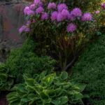 6 Tips from a Landscape Gardener for Creating a Shade Garden