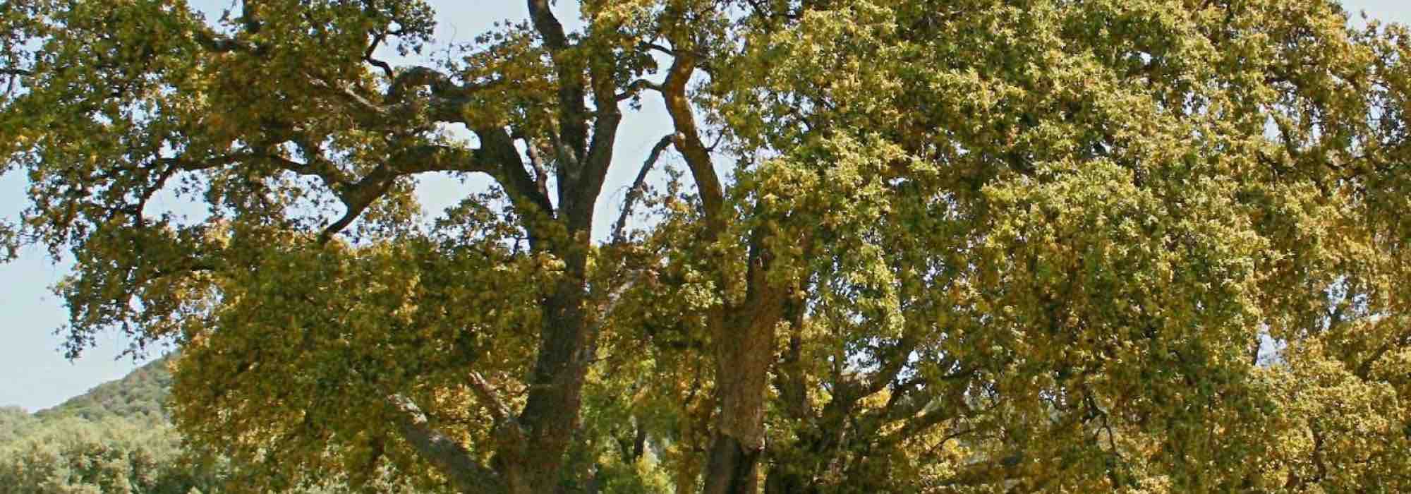 7 trees to grow in acidic soil