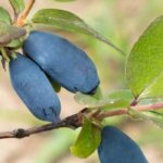 May berries: how to choose the right variety for your garden?