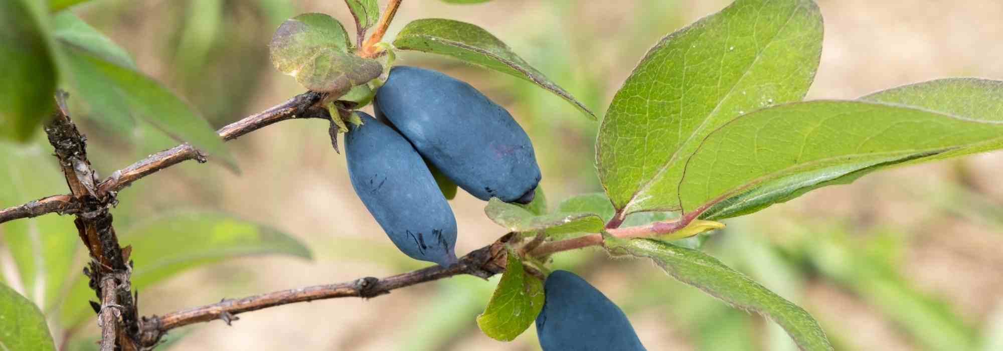 May berries: how to choose the right variety for your garden?