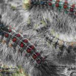 The silkworm moth, a formidable pest for trees.