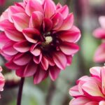 Gardening made easy: try these summer bulbs for beginners!