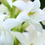 Bulbs for a fragrant garden all summer long!