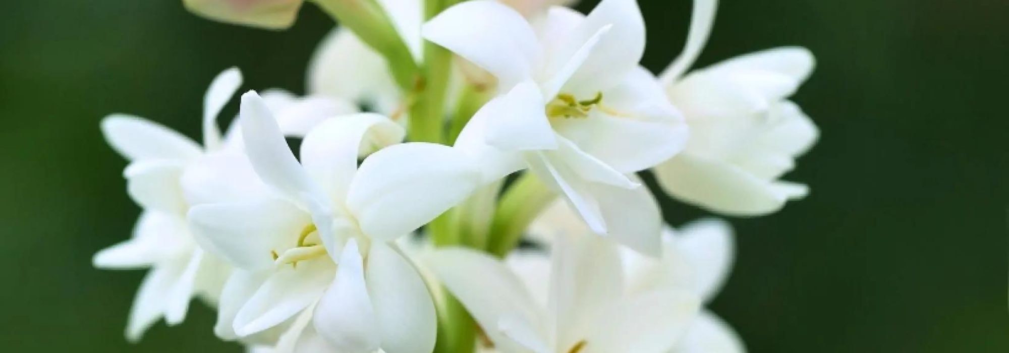 Bulbs for a fragrant garden all summer long!