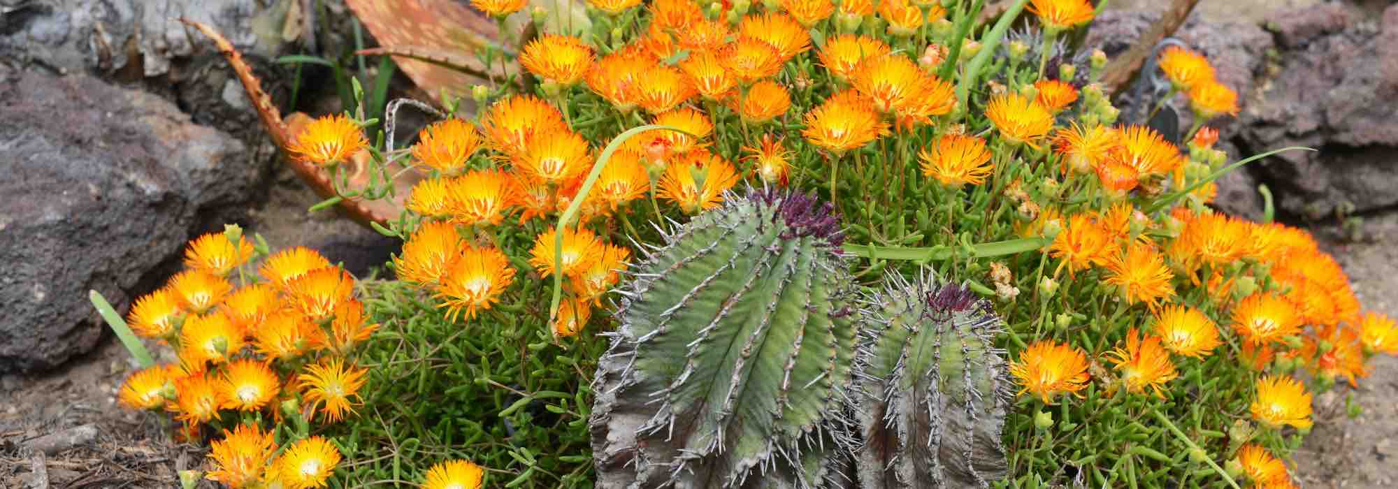 What are the differences between cacti and succulents?