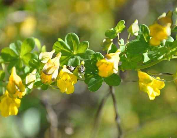 Invasive plant: should we be afraid of the Chilean Nasturtium?
