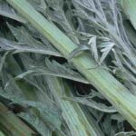 Growing cardoon, a vegetable with tasty midribs
