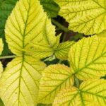 Plant deficiencies: how to identify them to correct them?