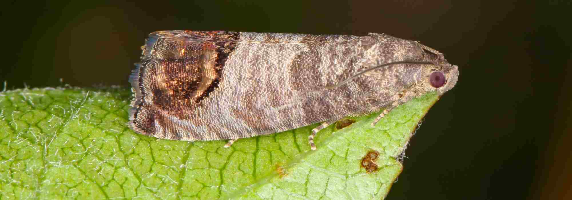 How and when to use codling moth traps?