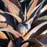 Choosing a mangave for your garden or a pot