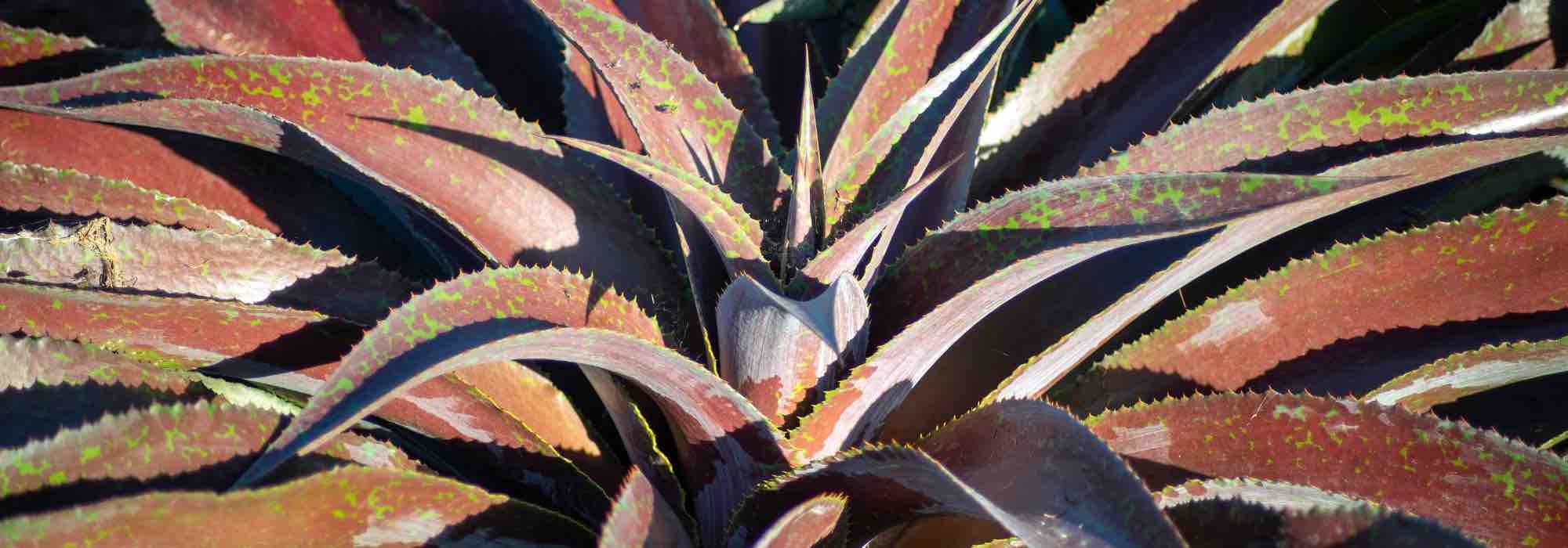 Choosing a mangave for your garden or a pot