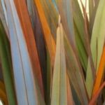 How to choose a Phormium plant?