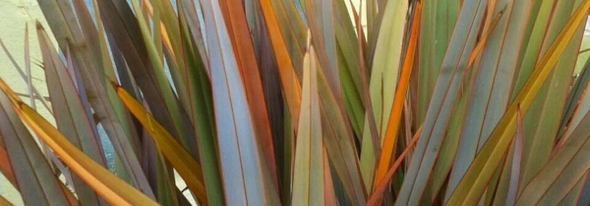 How to choose a Phormium plant?