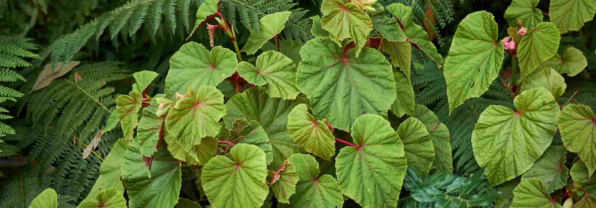 How to recognise a perennial begonia?