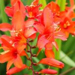 Small gardens and flowering pots: opt for compact Crocosmias!