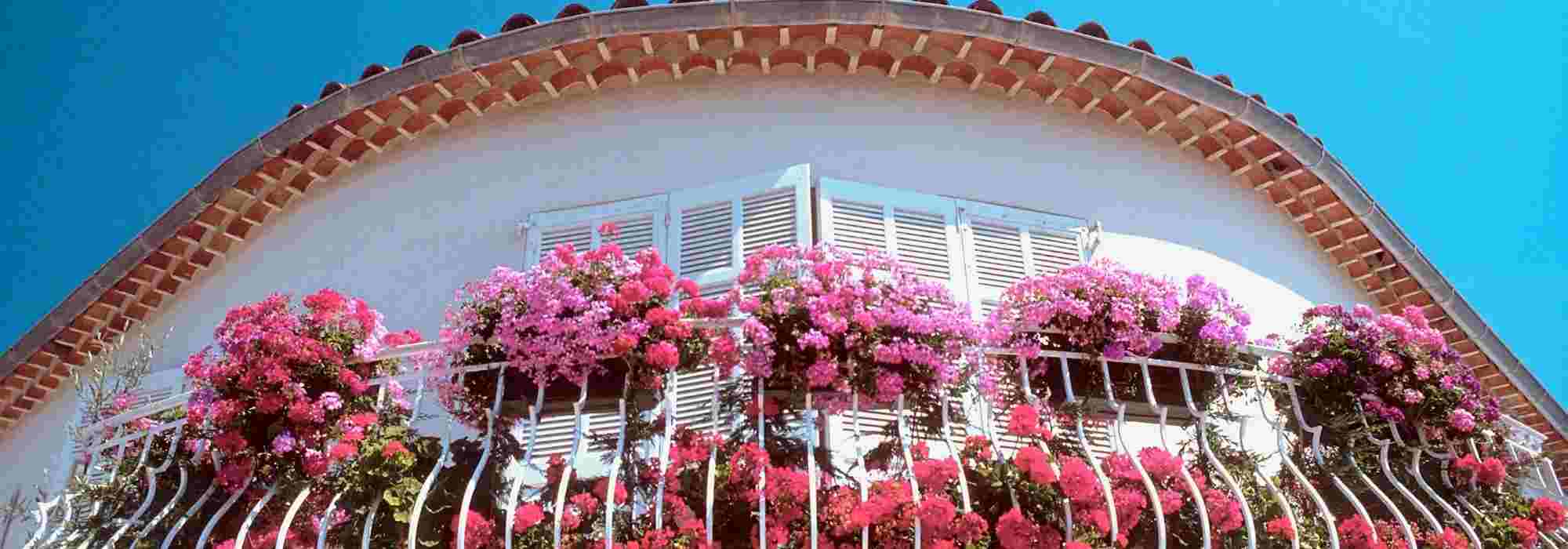 Fertilisers for window boxes and planters: when and how to use them?