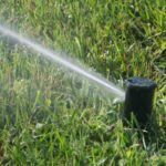 How to look after the lawn in summer?