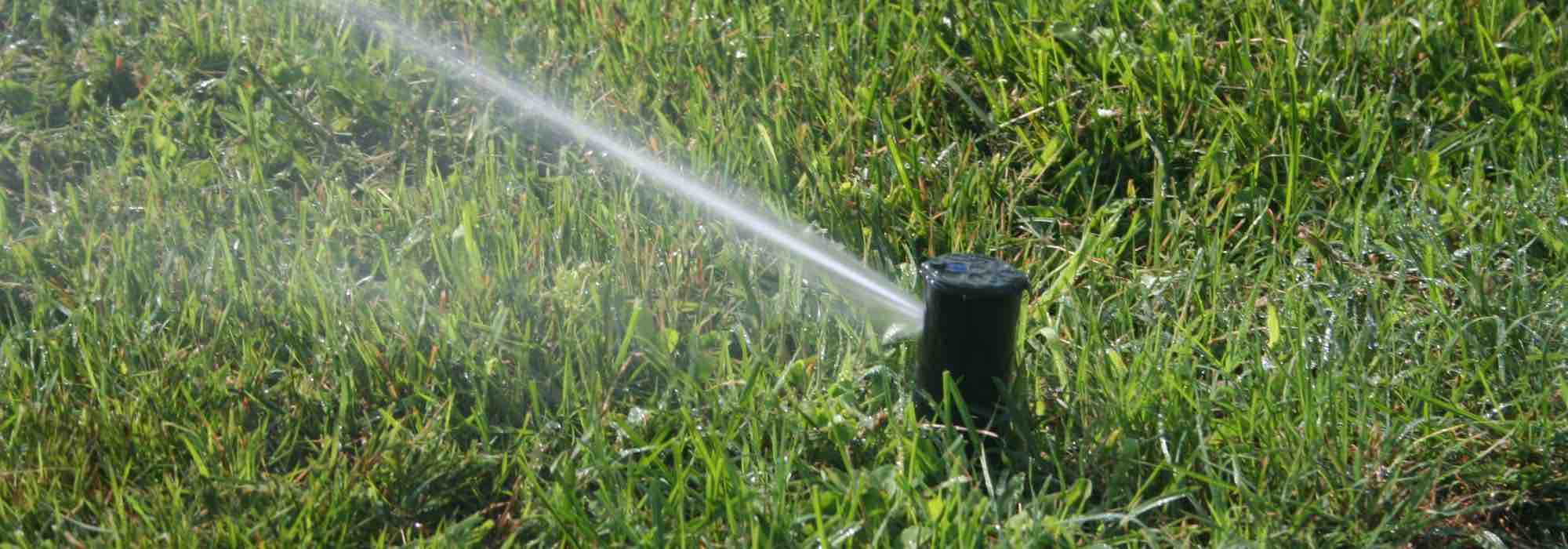 How to look after the lawn in summer?