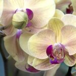 How to successfully grow epiphytic plants?