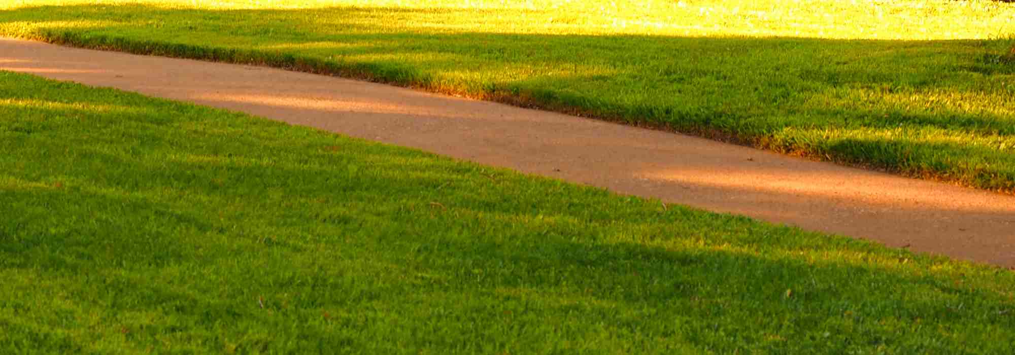 Which lawn grasses should be sown on dry soil?