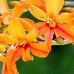 Crocosmias with tall flowers: our selection for a majestic garden