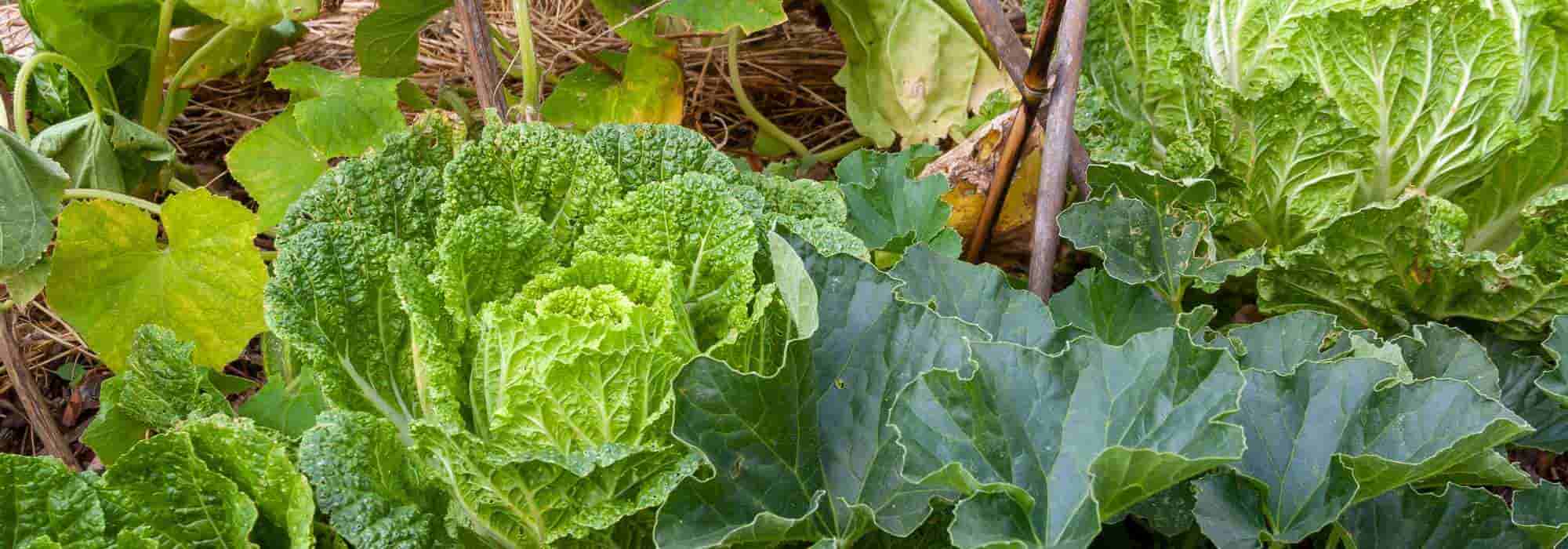 Pros and cons of permaculture in the garden