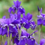 How to plant and care for water irises?